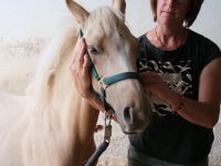 Pferdeosteopathie, Osteopathie für Hunde und Katzen Bayern - Holzgünz Vorschau