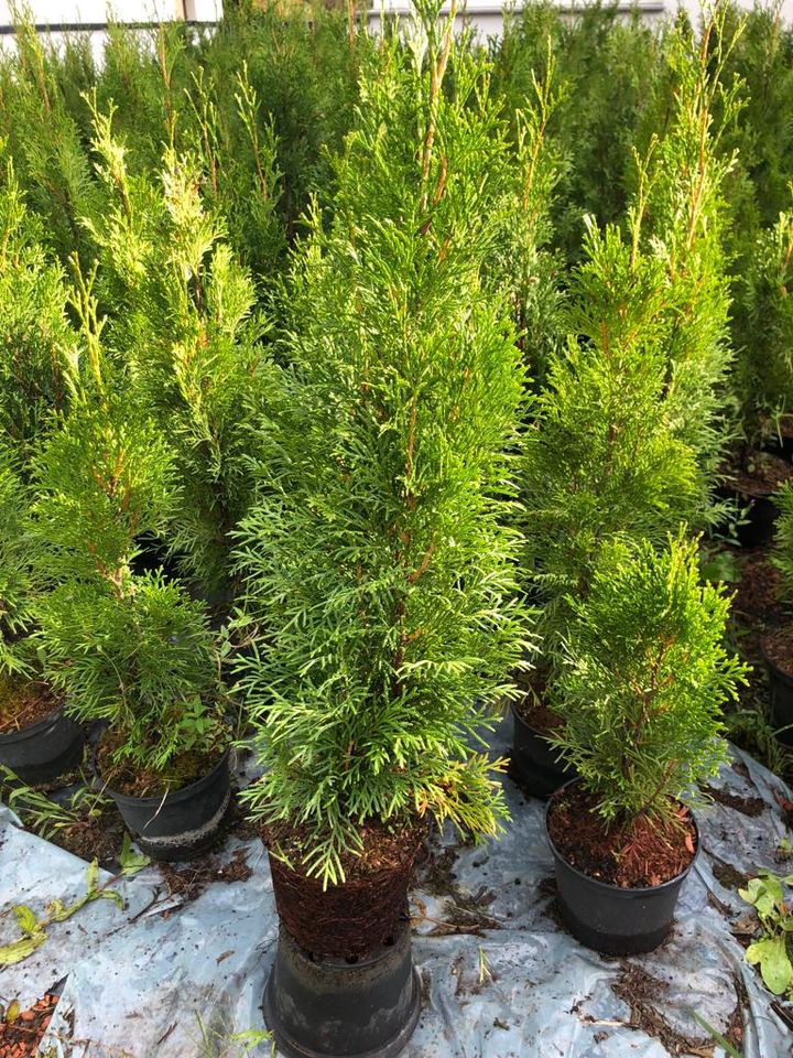 Sonderangebot: 18 x Thuja Smaragd 40-60 cm *Kostenloser Versand* in Mietraching