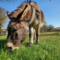 Ferienwohnung "Eselstube"! Urlaub auf dem Bauernhof in der Eifel Nordrhein-Westfalen - Nettersheim Vorschau