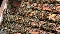 Bienen Völker Carnica DNM Bienenvolk Sachsen-Anhalt - Stendal Vorschau