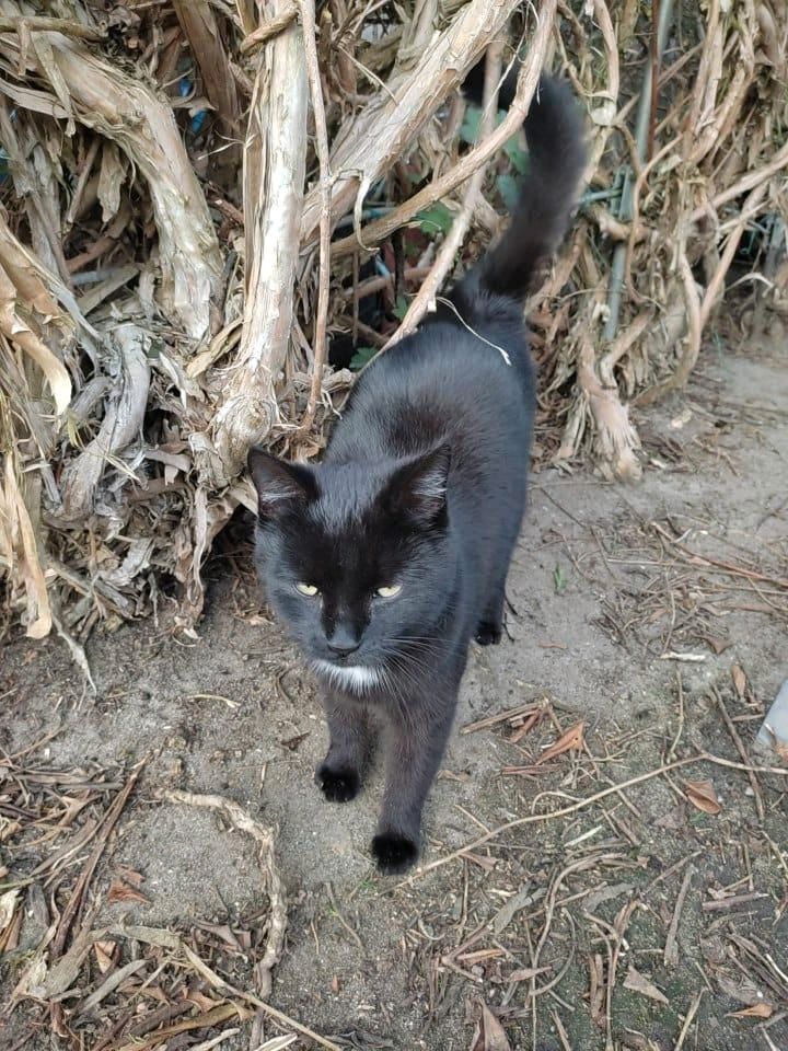 Katze, kastriert, EKH ❤️Kali ❤️ in Finsterwalde