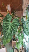 Philodendron verrucosum Nordrhein-Westfalen - Langerwehe Vorschau