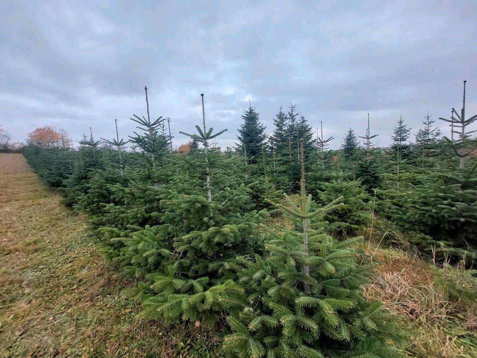 Weihnachtsbäume ungespritzt natürlich Bio Qualität in Dippoldiswalde