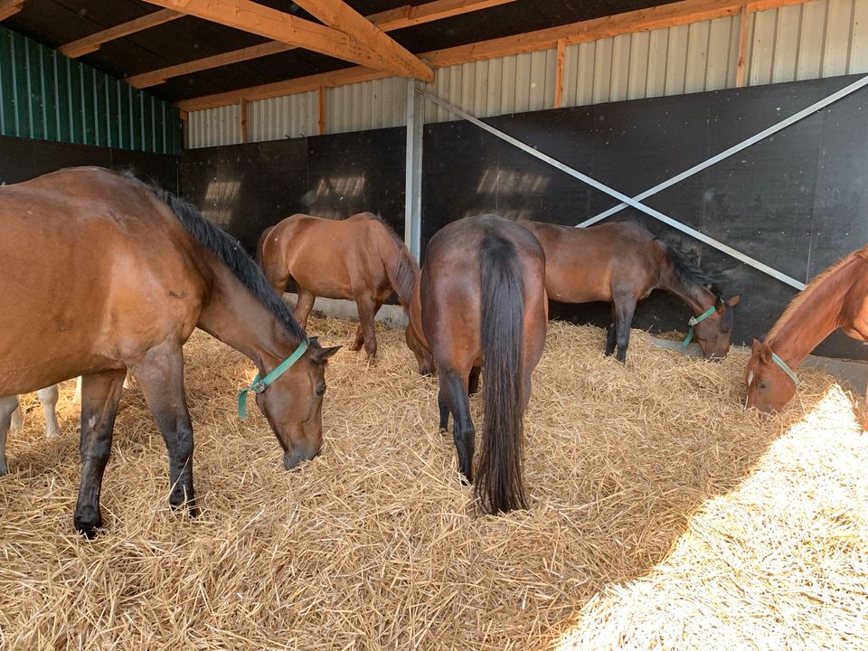 Aktivstall,-Laufstallplätze in Vollpension in Badendorf Holstein