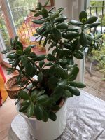 Krassula ovata, Geldbaum Berlin - Biesdorf Vorschau