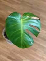 Monstera deliciosa | Fensterblatt | Zimmerpflanze 2 Köln - Nippes Vorschau