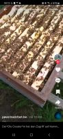 Bienen schwarm kostenlos entfernen Niedersachsen - Vechta Vorschau
