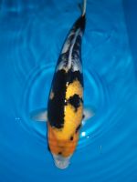 Japankoi Showa Züchter Isa 40-45cm Baden-Württemberg - Wittighausen Vorschau