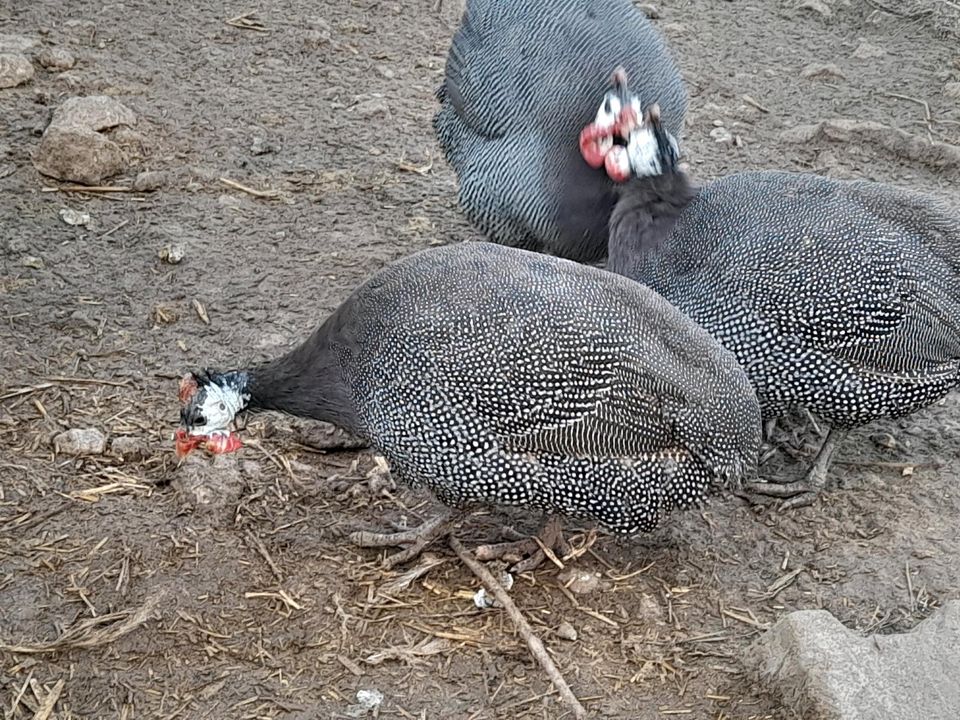 Perlhühner in Freyburg (Unstrut)