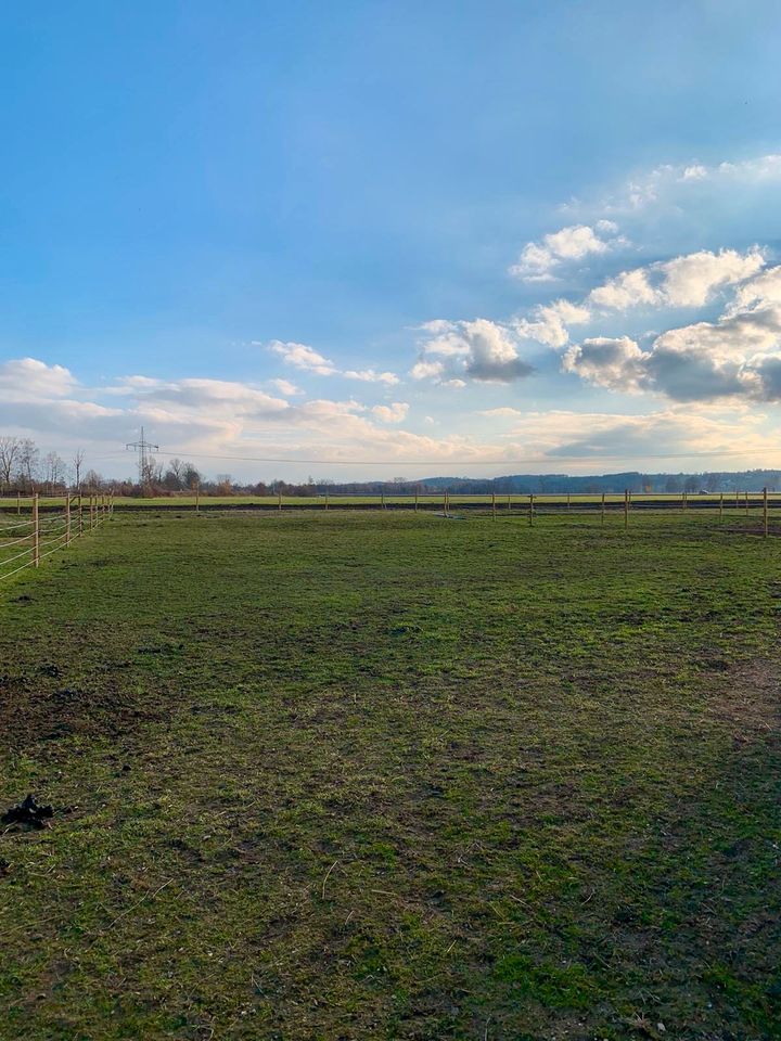 Offenstallplatz für 1-2 Shettys/kleines Pony in Jettingen-Scheppach