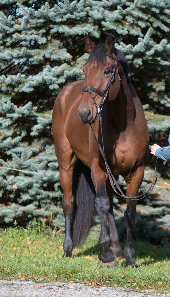 Großer Allrounder! Wallach, 182cm, 11 Jahre, Pferd in Fleischwangen