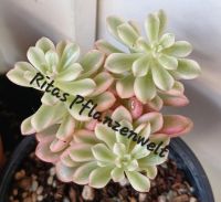 Sukkulente Sedum Graptopetalum Fetthenne Variegata Rarität Bayern - Stephanskirchen Vorschau