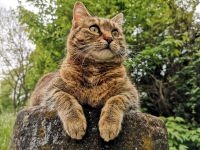 Suche ruhige Wohnung mit Katze Hessen - Groß-Umstadt Vorschau
