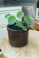 Pilea peperomioides Glückstaler Chin. Geldbaum Ufopflanze Hessen - Wabern Vorschau