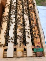 1X Carnica Bienen Volk/Ableger  auf 5 Zander Rähmchen Hessen - Groß-Zimmern Vorschau
