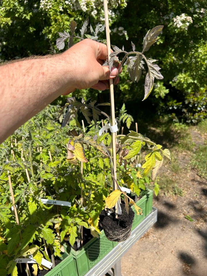 Tomatenpflanzen in Hemdingen