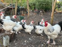 Sundheimer groß Eier Bruteier Kücken Huhn Brandenburg - Jüterbog Vorschau