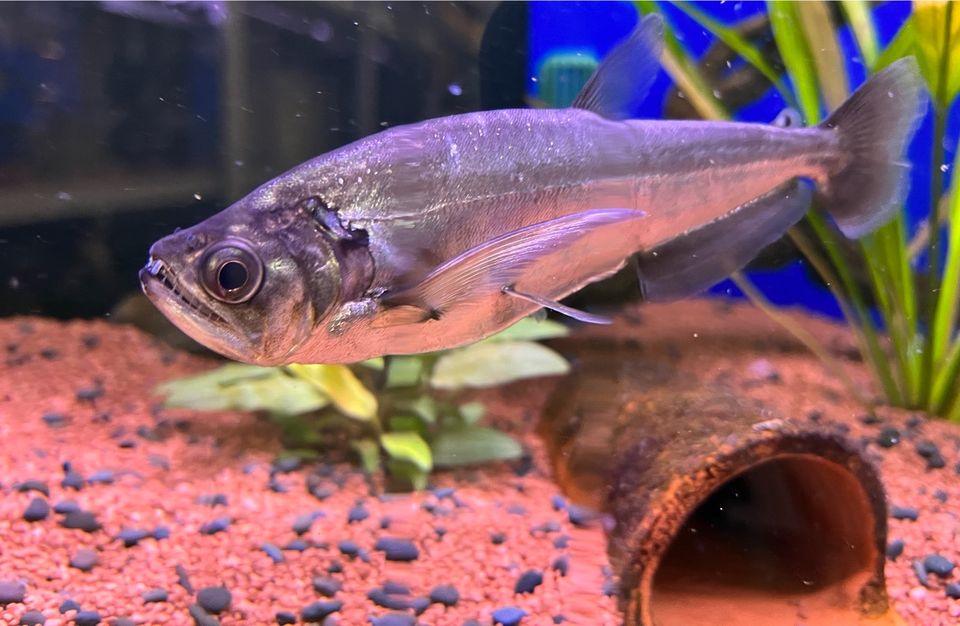 Payara, Vampirsalmler,(Hydrolycus scomberoides) XL 20-22 cm in Schwarzenbruck