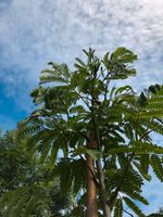 Albizia julibrissin ,Schlafbaum , Seidenbaum verschiedene Sorten Nordrhein-Westfalen - Recklinghausen Vorschau