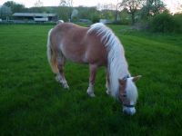 Suche Reitbeteiligung (Haflinger sucht Reiter/Reiterin) Bayern - Niederfüllbach Vorschau