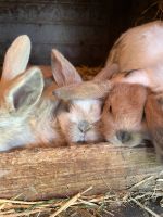 Zwergwidder Böckchen abzugeben Niedersachsen - Königslutter am Elm Vorschau