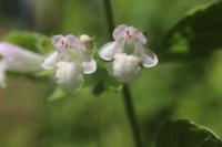 Zitronenmelisse - essbare Pflanze Kräuter Insektenweide Staude Berlin - Charlottenburg Vorschau