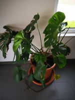 Monstera deliciosa (Zimmerpflanze, Zierpflanze im Blumentopf) Bayern - Bodenwöhr Vorschau