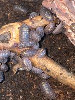 Armadillidium granulatum, Rollasseln, 20 Stück 10.-€ Nordrhein-Westfalen - Weilerswist Vorschau