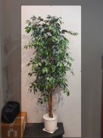Kunstpflanze künstliche Pflanze Ficus Baum Echtholz 190 cm hoch München - Sendling-Westpark Vorschau