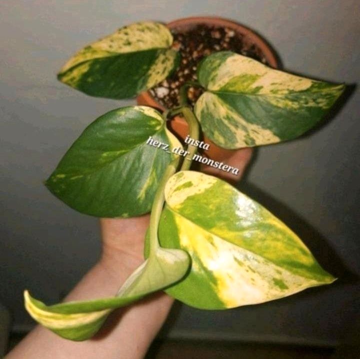 Epipremnum " White Sport Golden " ganze Pflanze Efeutute Pothos in Altenmarkt