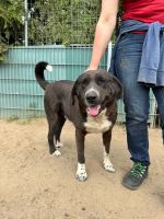 Aufgeweckter CHARLIE ❤️ aus dem Tierschutz sucht seine Familie Sachsen-Anhalt - Möckern Vorschau