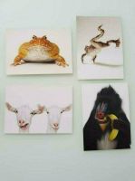 Verkaufe 4 Motiv Postkarten Tier Baden-Württemberg - Laichingen Vorschau
