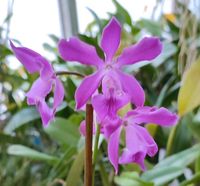 Orchidee - Epicattlea Plicaboa Thüringen - Münchenbernsdorf Vorschau