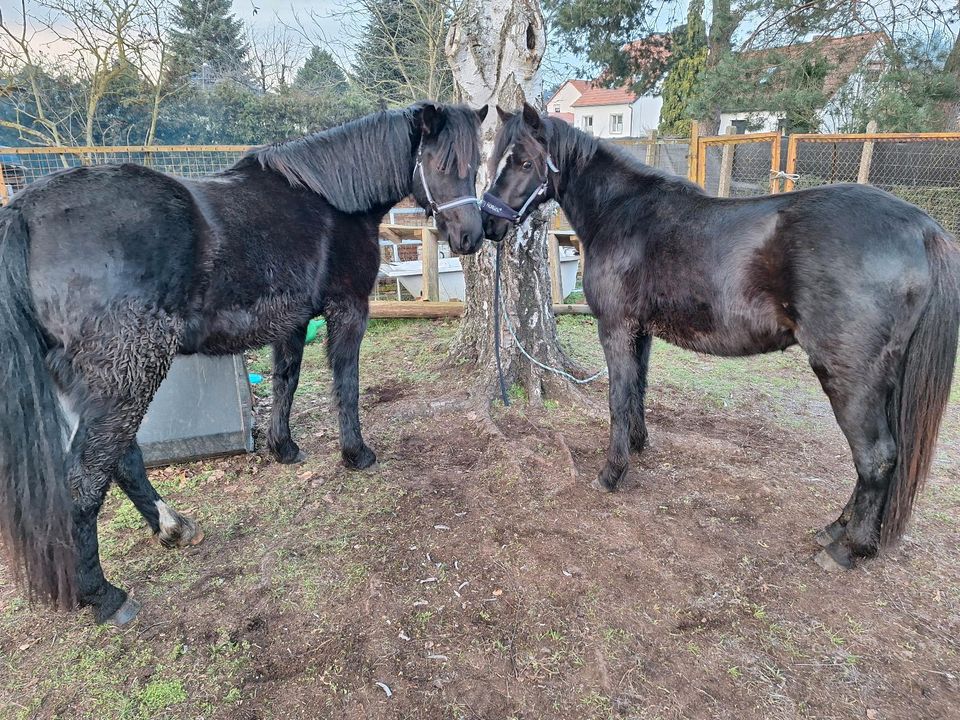 Kleine Welsh Ponyherde in Zehdenick