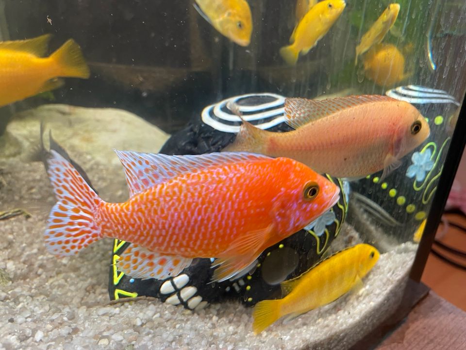 Malawi Buntbarsch Aulonocara Fire Fish 4er Gruppe Aquarium Fische in Weibersbrunn