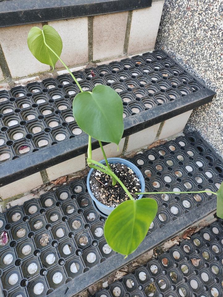 Monstera Deliciosa Ableger - bereits bewurzelt in Nüsttal