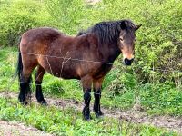 Islandpferd Stute Saarland - Blieskastel Vorschau