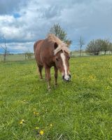 Pony Stute Bayern - Riegsee Vorschau
