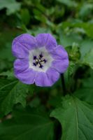 Giftbeere Blaue Lampionblume Nicandra physaloides Insektenmagnet Hessen - Liebenau Vorschau