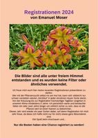 Taglilie / Daylily Neuheiten Moser 2024 Leipzig - Kleinzschocher Vorschau