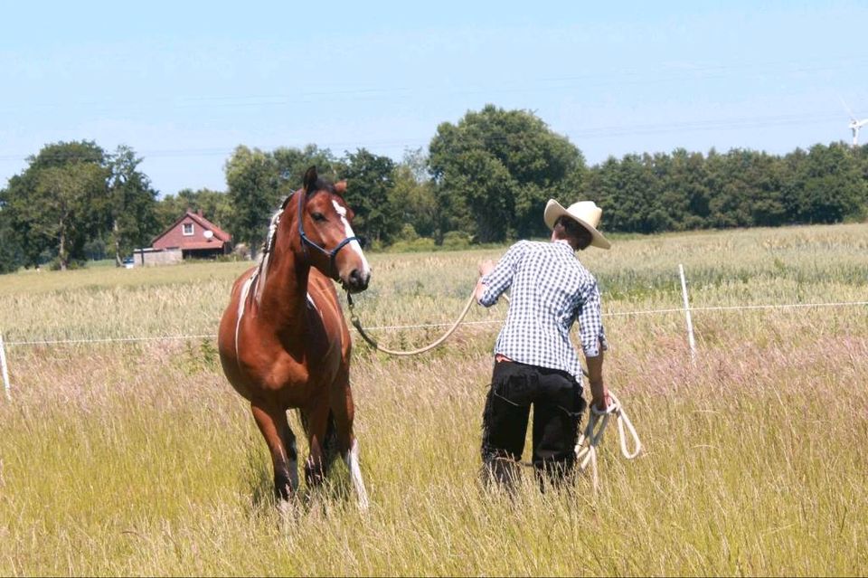 Bodenarbeit -Horsemanship / Beratung in der Erziehung in Blomberg