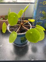 Pilea, UFO Pflanze, verschiedene Größen Hessen - Maintal Vorschau