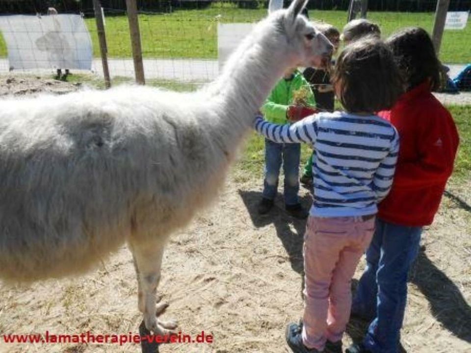 Ferien für Kinder mit Tieren: Lamas im Ruhrgebiet in Gelsenkirchen