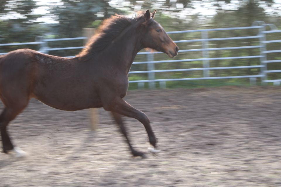 Jährlingsstute (Deutsches Sportpferd) in Dahme/Mark