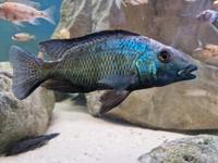 Fossorochromis rostratus malawi show Niedersachsen - Laatzen Vorschau