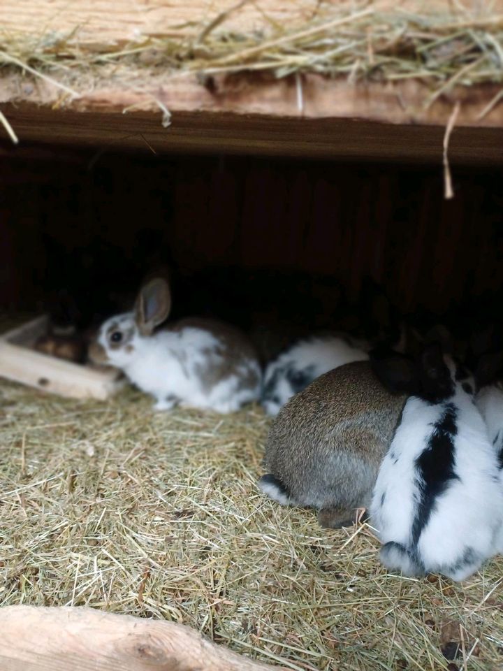 Kaninchen / Hasen in Schleife (Ort)