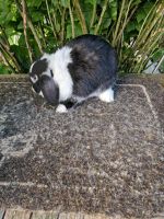 Zwergwidder Kaninchen Weibchen reinrassig 1 Jahr Nordrhein-Westfalen - Solingen Vorschau