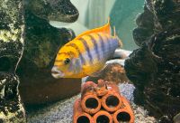 Malawi Barsche Labidochromis Hongi „Red Sweden Top“ Schleswig-Holstein - Handewitt Vorschau