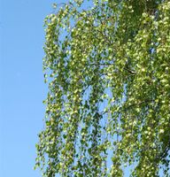 Birke Long Trunk 125-150cm - Betula pendula Niedersachsen - Bad Zwischenahn Vorschau