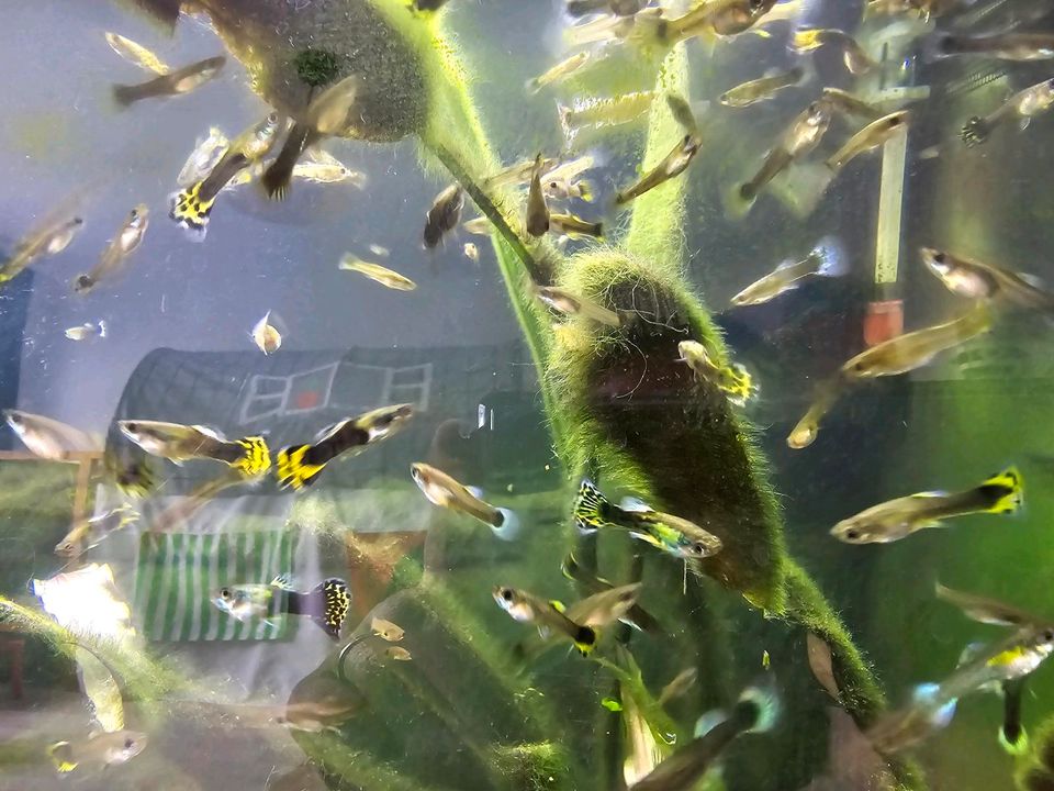 Guppies - verschiede Farben & Größen in Berlin